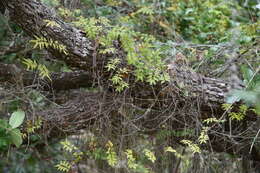 Image of small-leaf climbing fern
