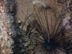 Image of Glowtail pipefish