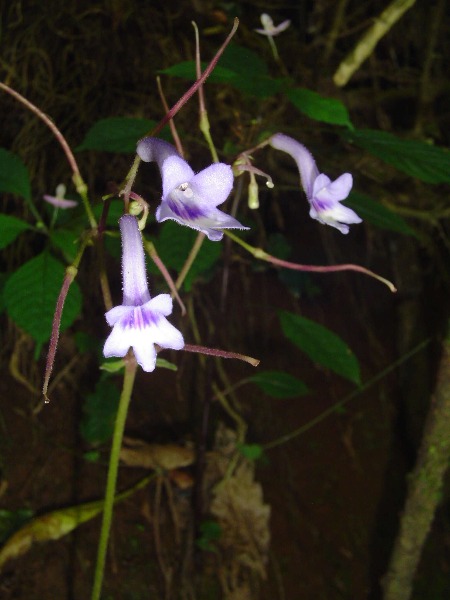 Image of Streptocarpus grandis subsp. grandis