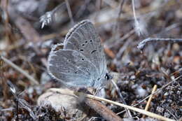 Image of Icaricia icarioides blackmorei