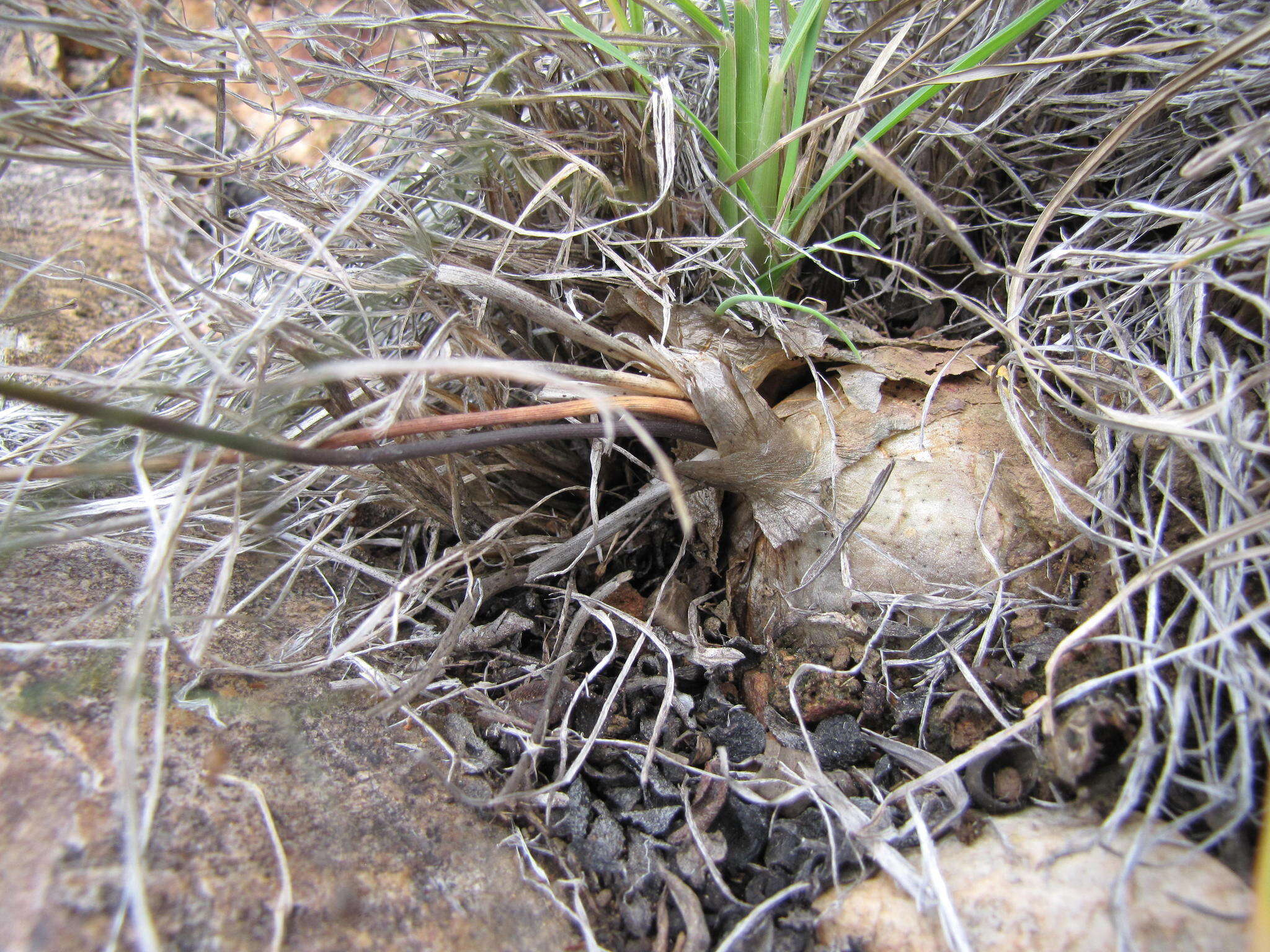 Image of Drimia intricata (Baker) J. C. Manning & Goldblatt