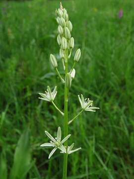 Image de Ornithogalum sphaerocarpum A. Kern.