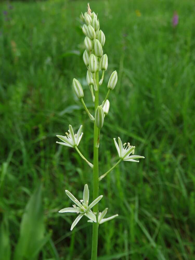 Image of Ornithogalum sphaerocarpum A. Kern.