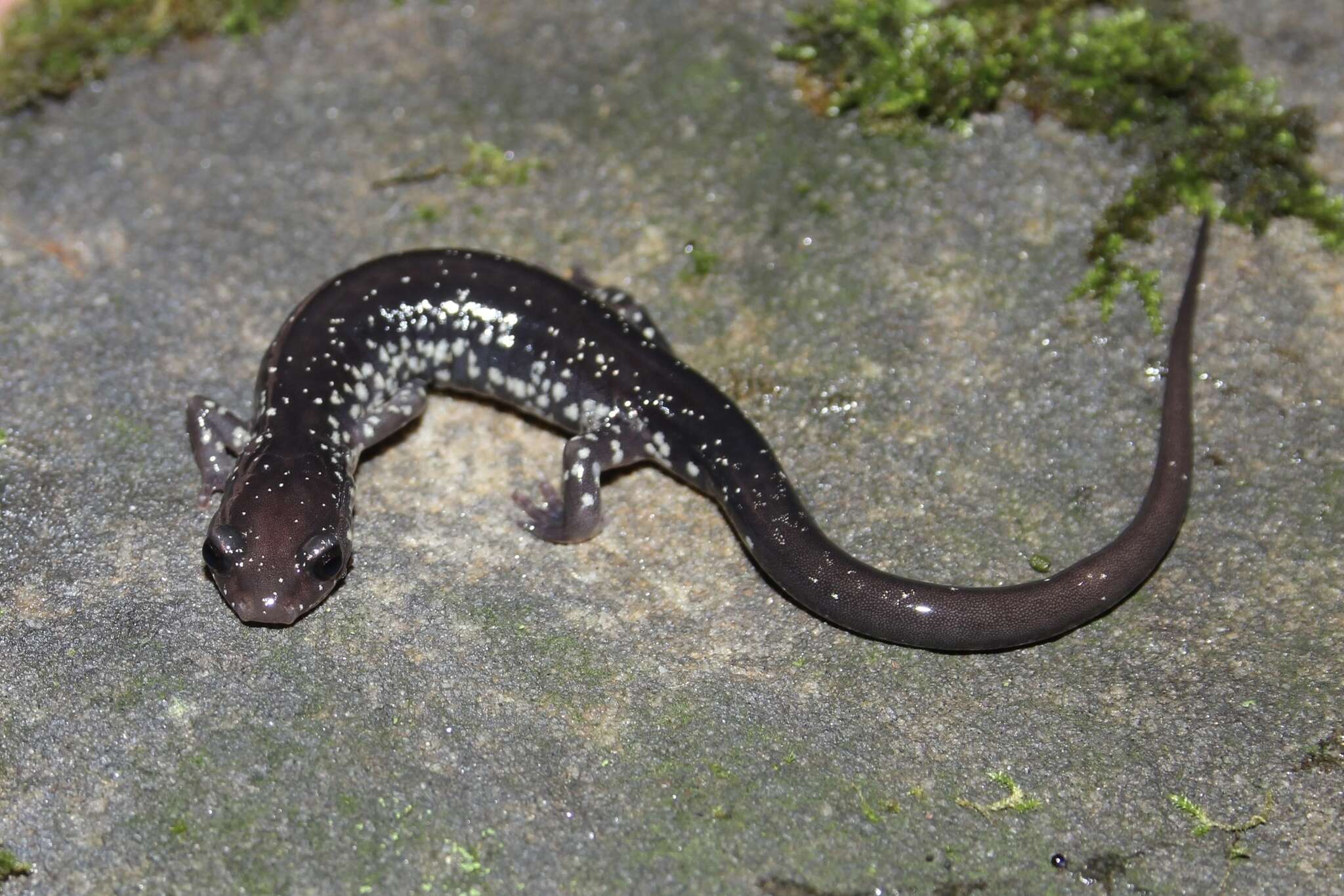 Image of White-spotted Salamander