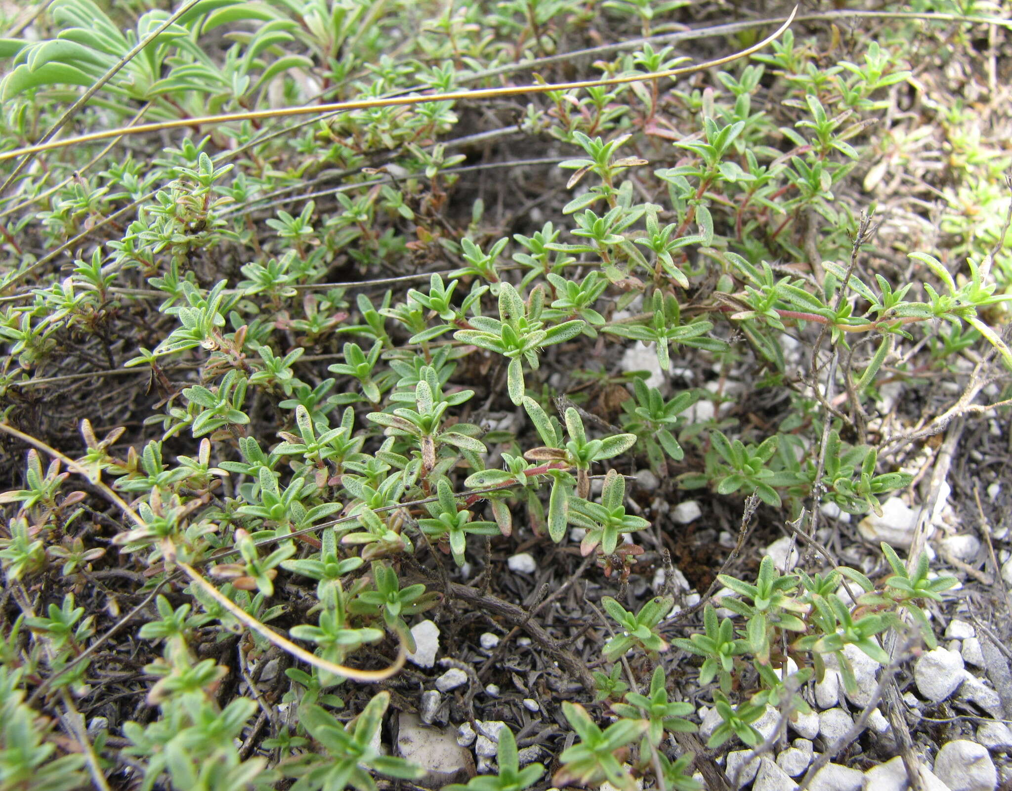 Image of Thymus calcareus Klokov & Des.-Shost.