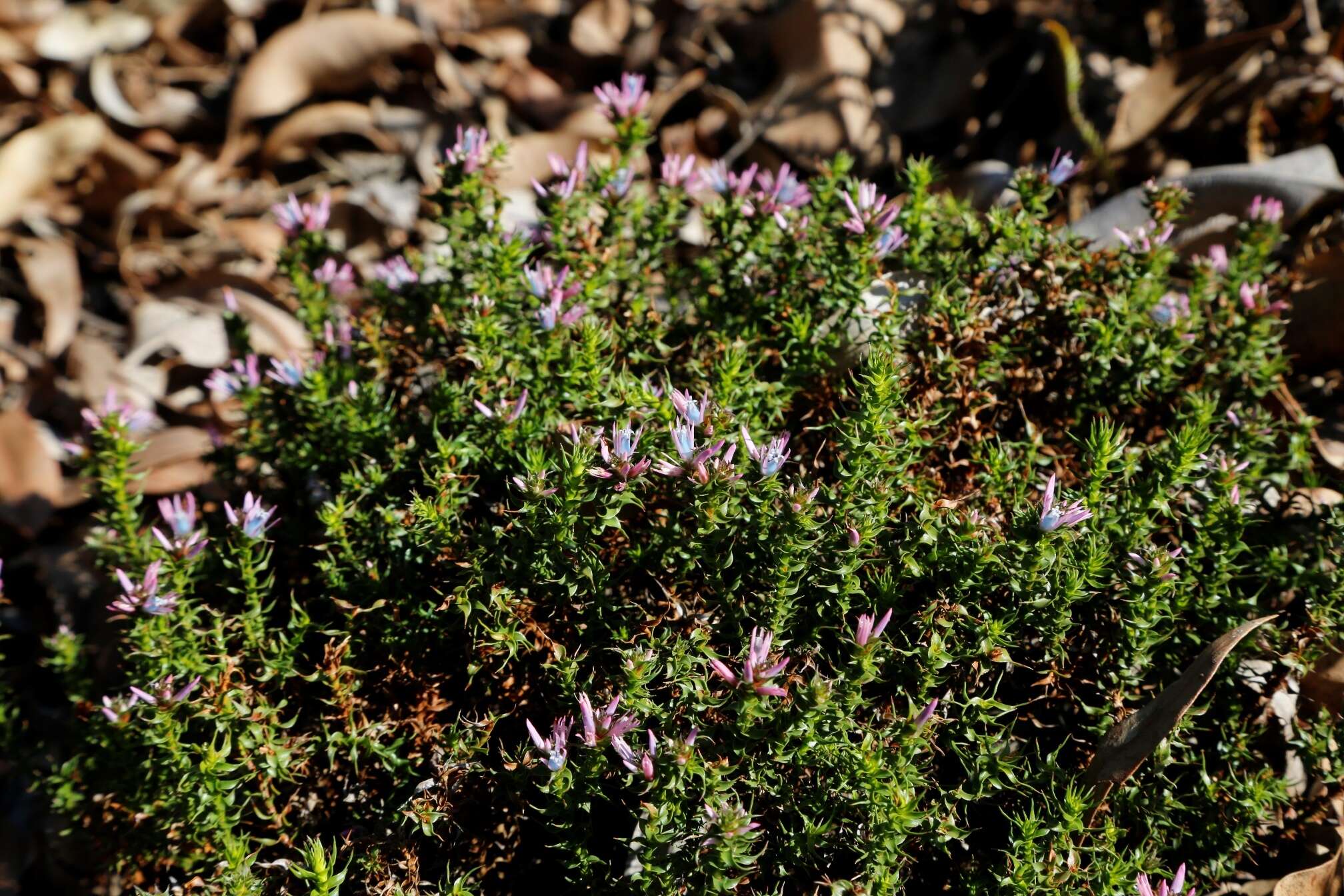 Sivun Andersonia lehmanniana subsp. lehmanniana kuva