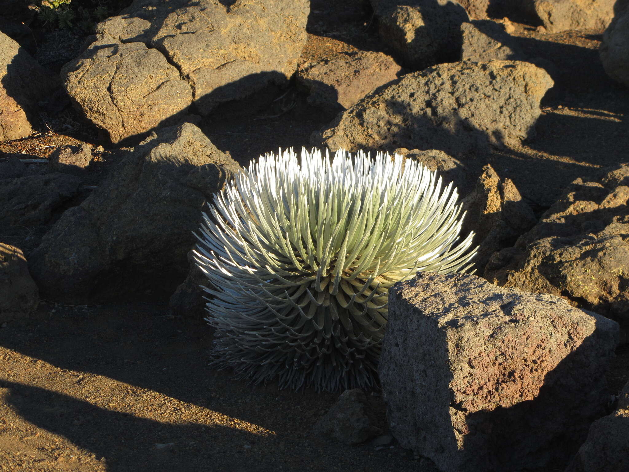 Слика од Argyroxiphium sandwicense subsp. macrocephalum (A. Gray) A. Meyrat