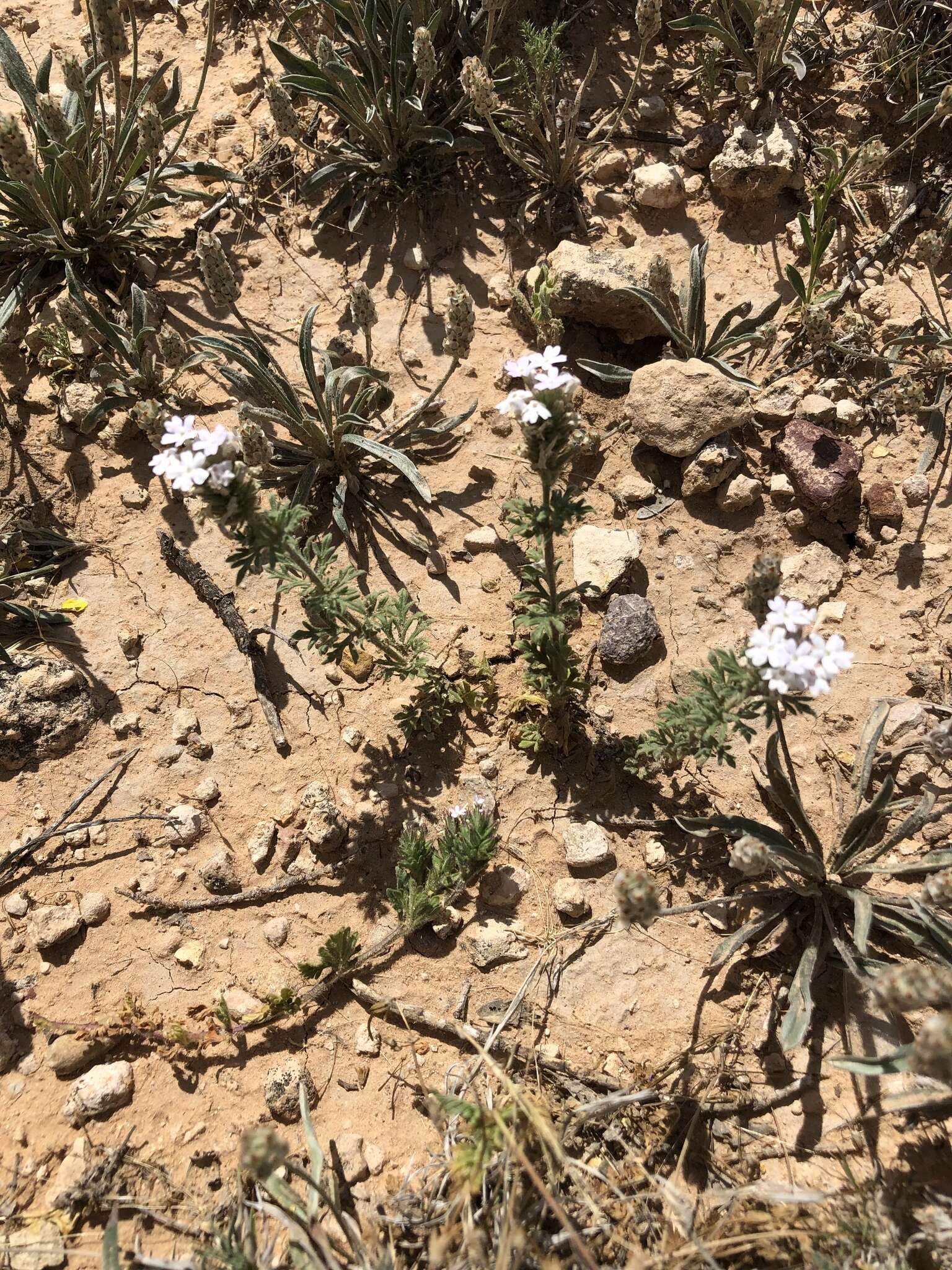 Image of Glandularia racemosa (Eggert) Umber