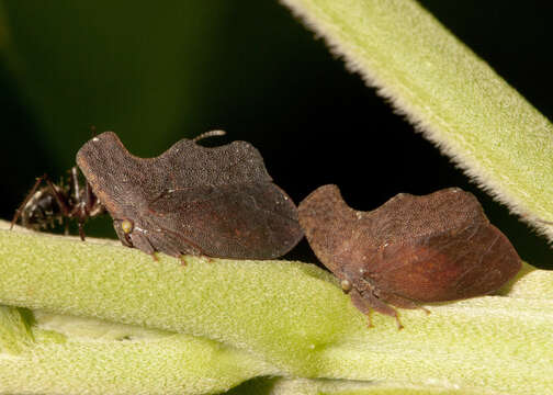 Image of Stegaspis fronditia Linnaeus 1758