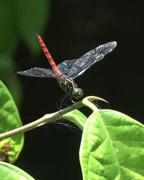 Image de Onychothemis abnormis Brauer 1868