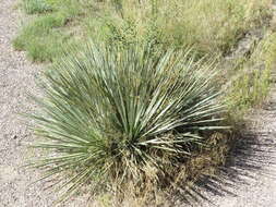 Sivun Yucca glauca Nutt. kuva