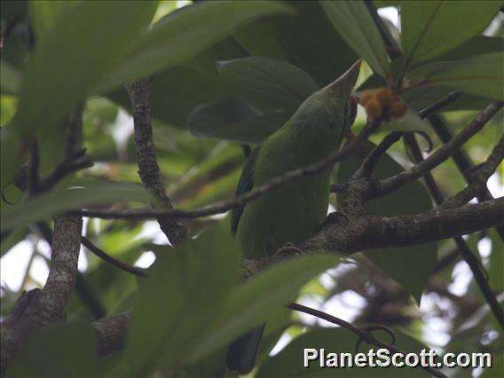 Image of Moustached Barbet