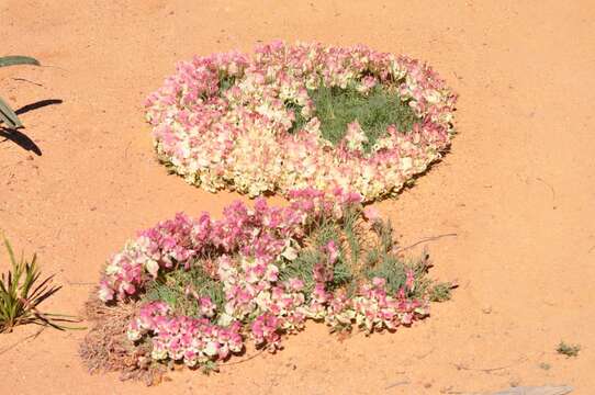 Image of Wreath Flower