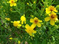 صورة Hypericum kalmianum L.