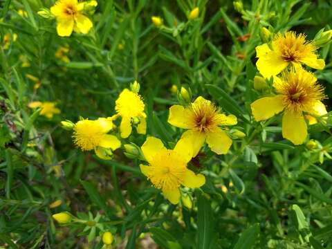 Image of Kalm's St. John's wort