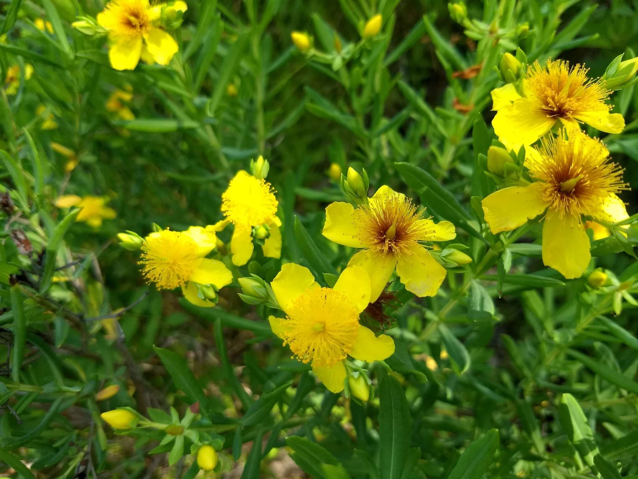 صورة Hypericum kalmianum L.