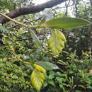 Image of Epidendrum barbae Rchb. fil.