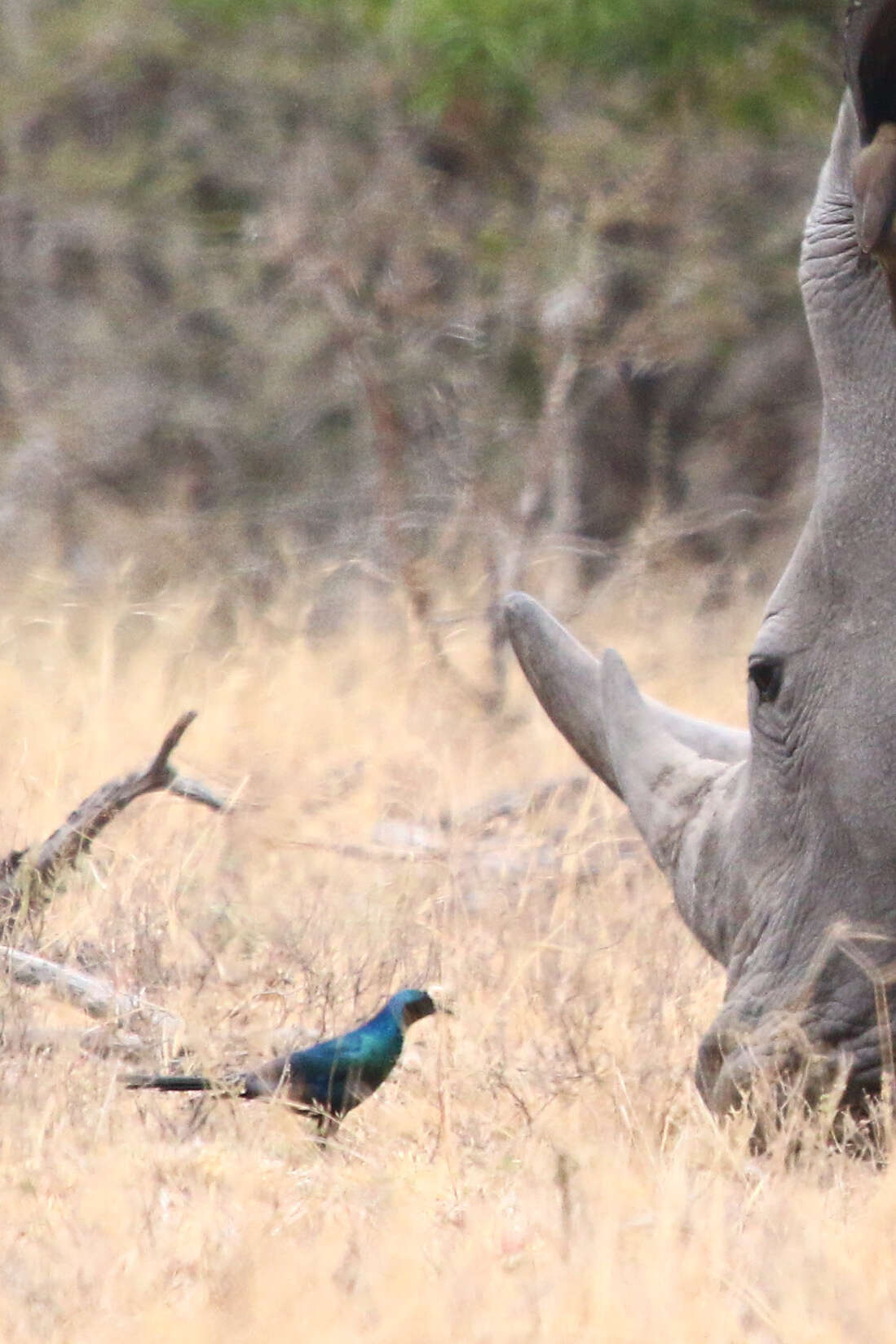 Image of Burchell's Glossy-Starling