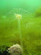 Image of nodding hydroid