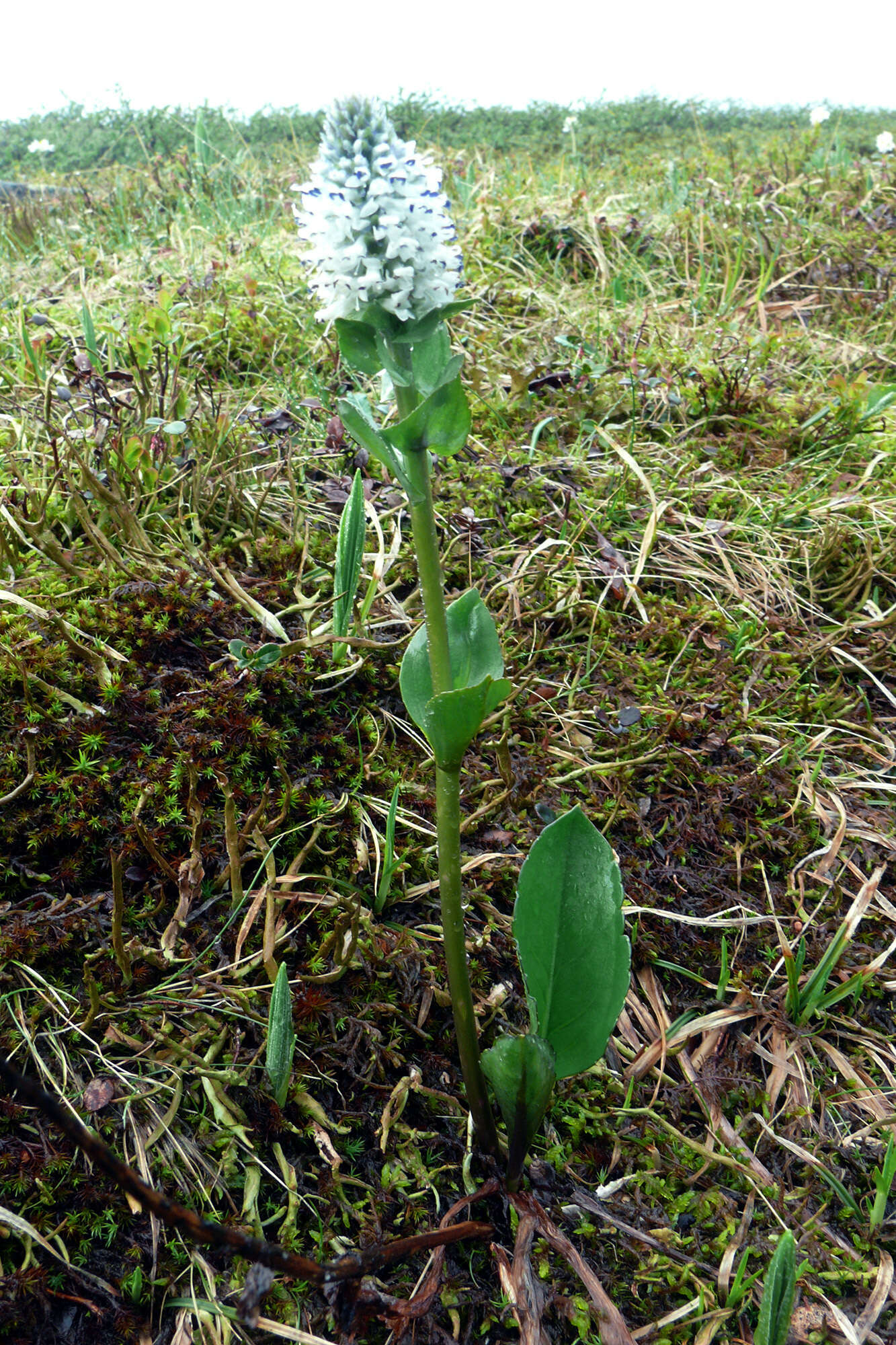 Image of Lagotis uralensis Schischk.