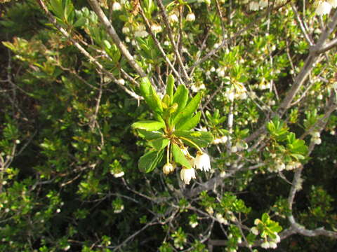 Image of Crinodendron brasiliense Reitz & L. B. Smith