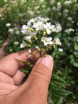 Image of Large Mountain Bittercress