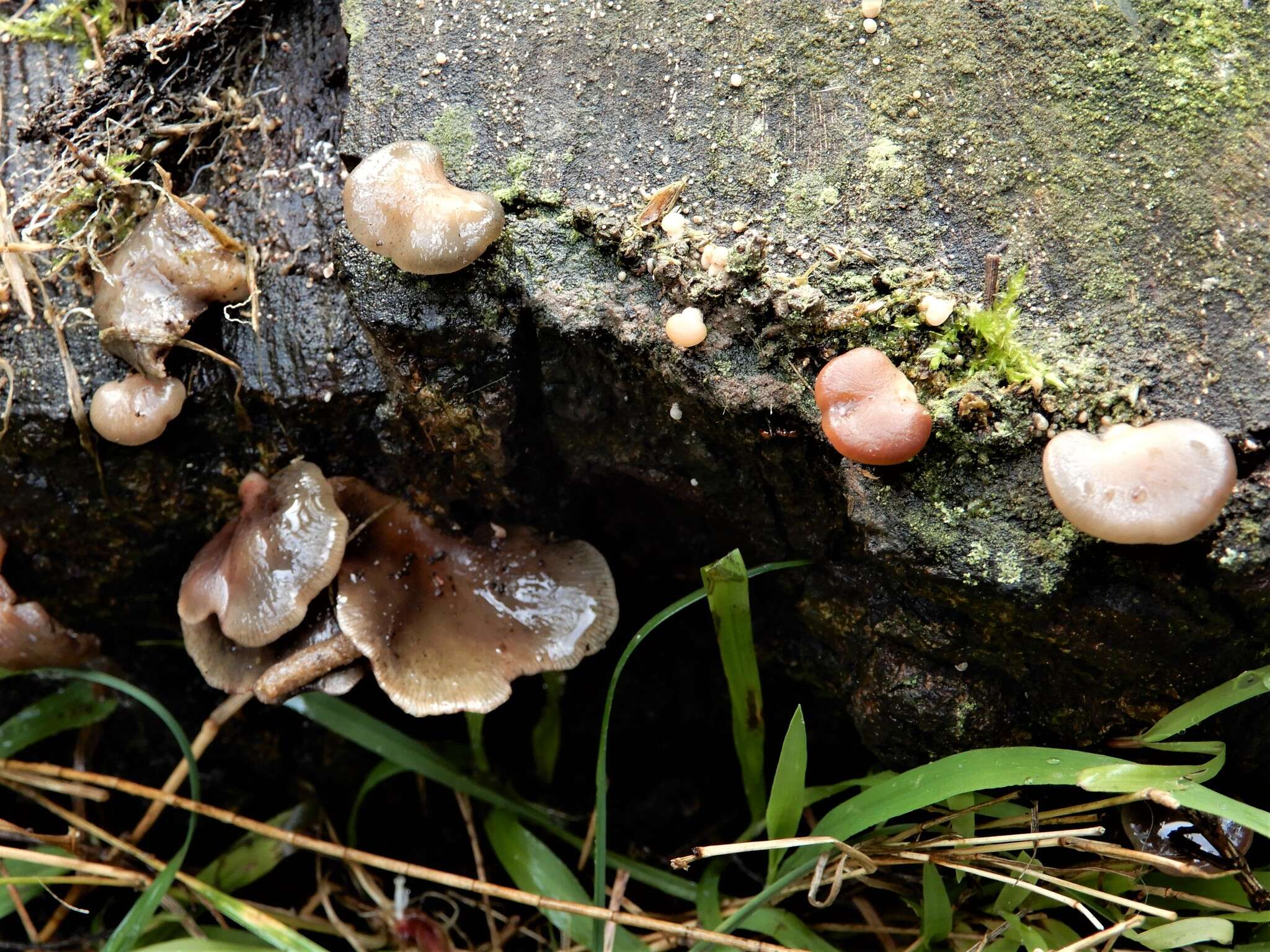 Image of Scytinotus