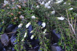 Image of Baccharis magellanica (Lam.) Pers.