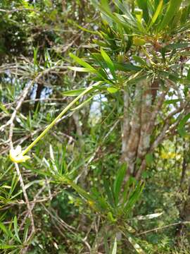 Sivun Brunfelsia densifolia Krug & Urb. kuva