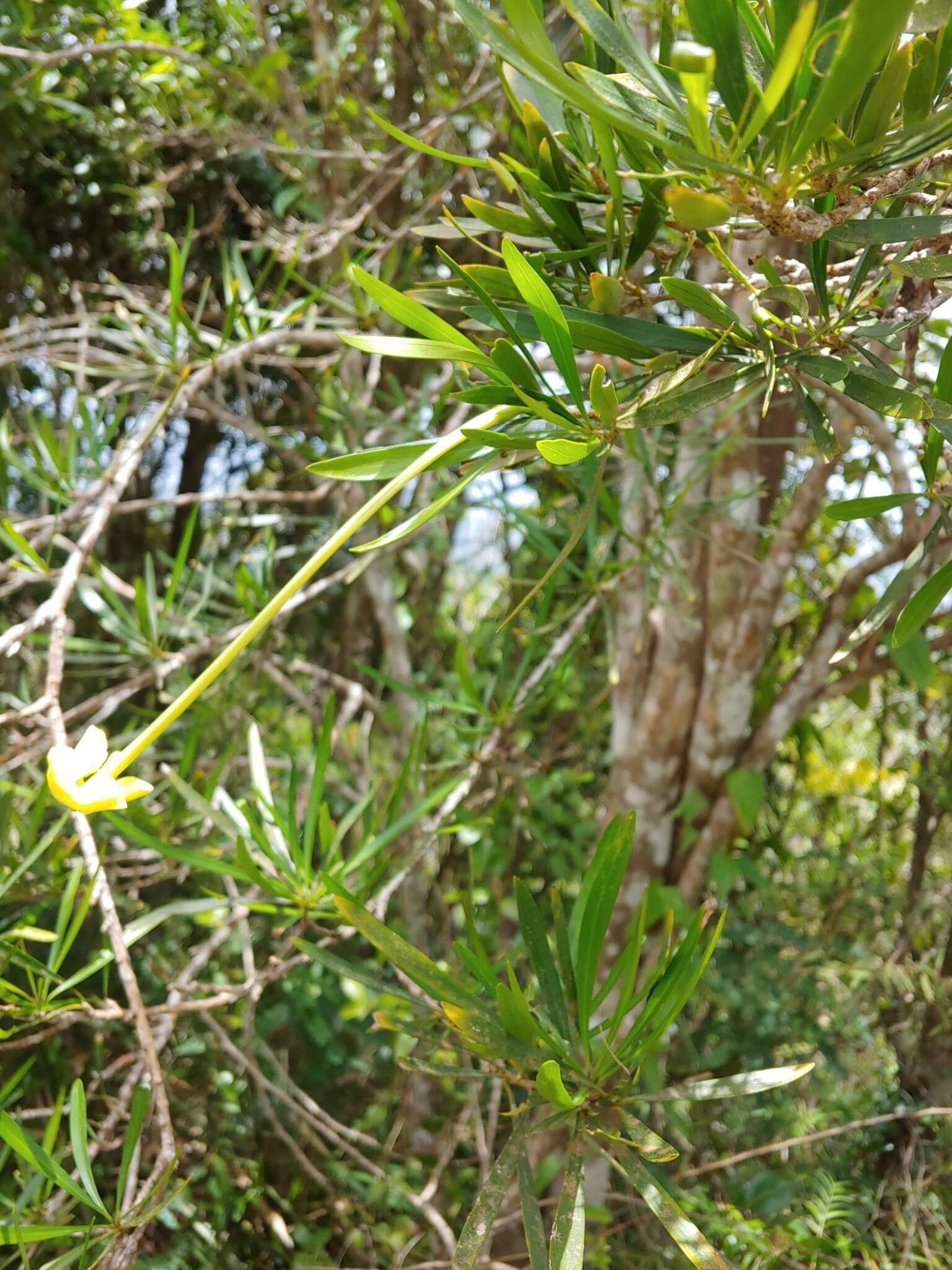 Brunfelsia densifolia Krug & Urb. resmi