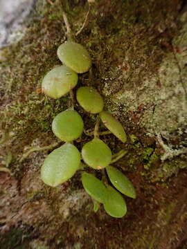 Plancia ëd Bulbophyllum drymoglossum Maxim.