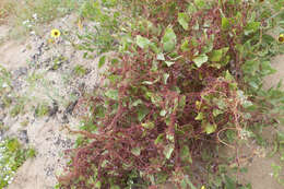 Image of Cuscuta purpurata Phil.