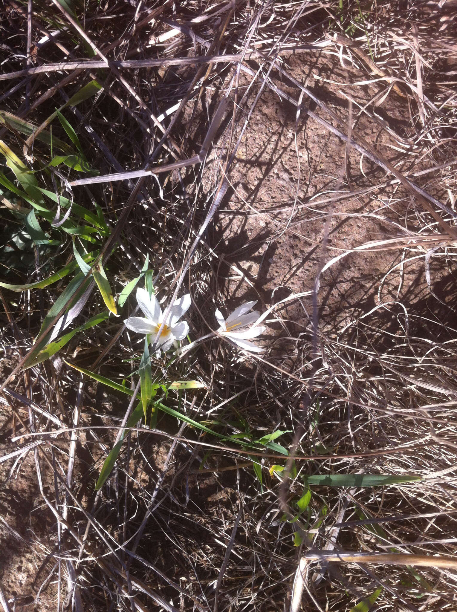 Image of Crocus aleppicus Baker