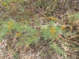 Image of Chrysocephalum semipapposum (Labill.) Steetz