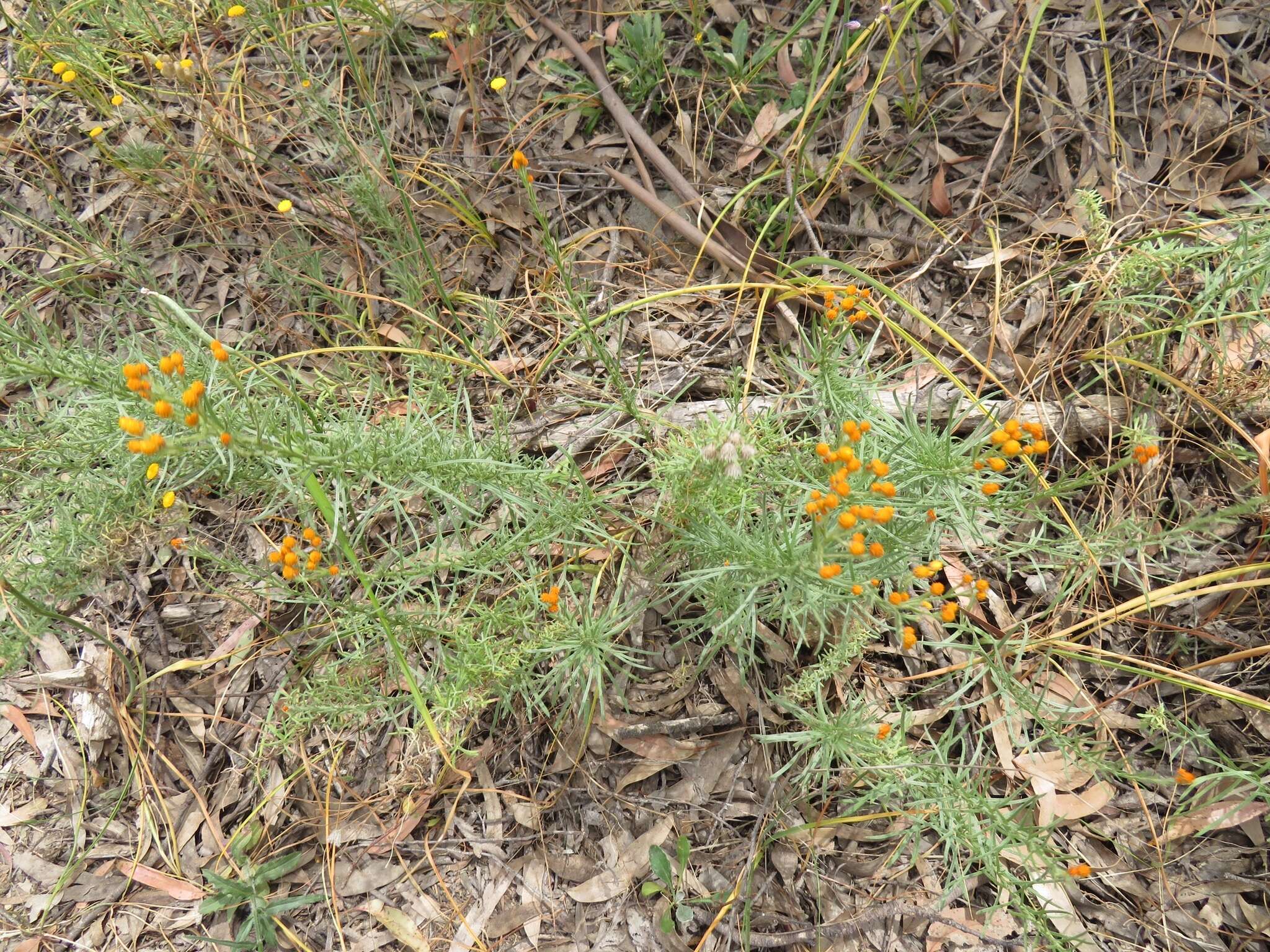 Image of Chrysocephalum semipapposum (Labill.) Steetz