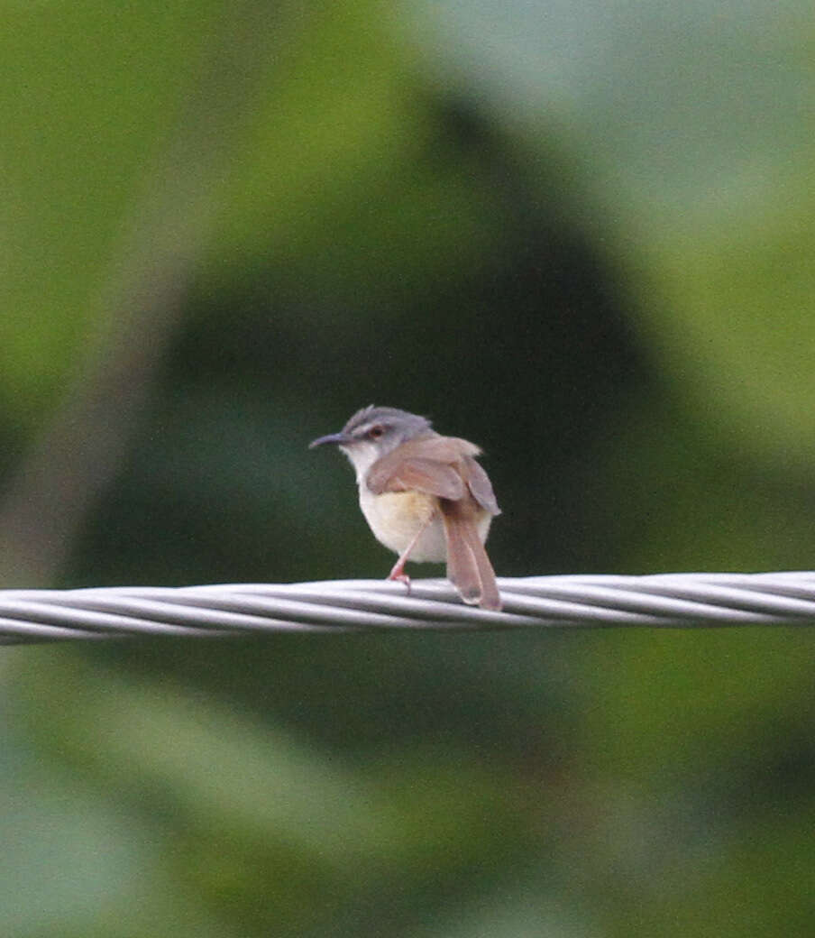 Image of Rufescent Prinia