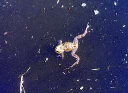 Image of Common Toad