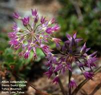 Image of dusky onion