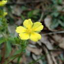 Image of Potentilla sprengeliana Lehm.