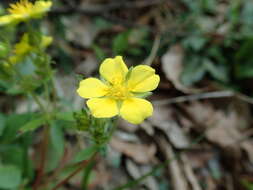 Image of Potentilla sprengeliana Lehm.