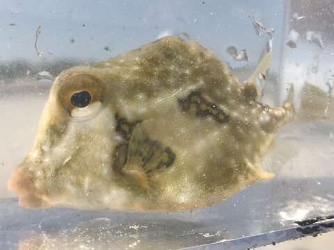 Image of Buffalo Trunkfish