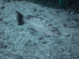 Image of Scamp Grouper