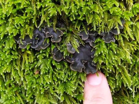 Image of felt lichen