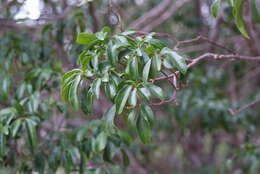 Image of Fontainea pancheri (Baill.) Heckel