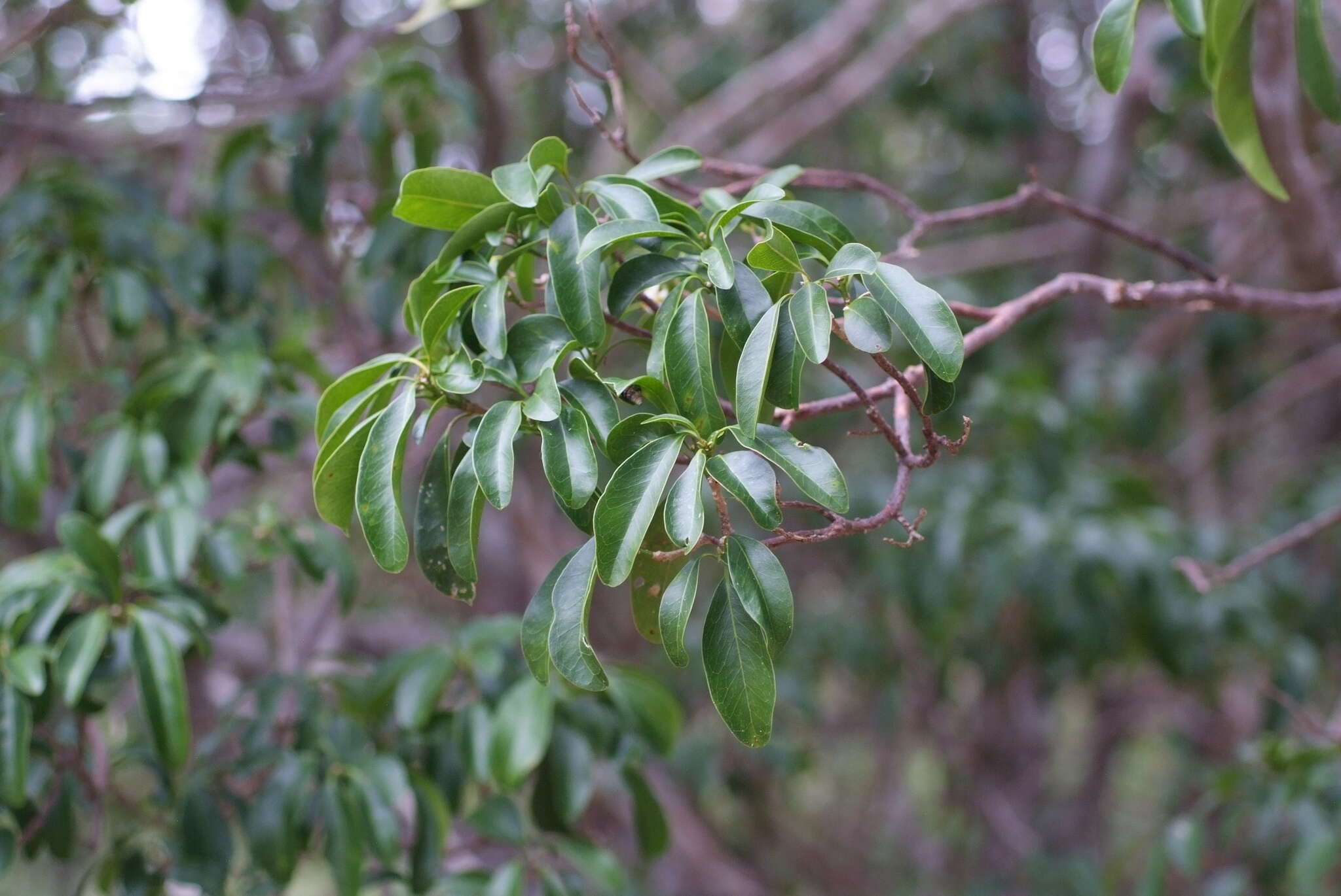 Fontainea pancheri (Baill.) Heckel resmi