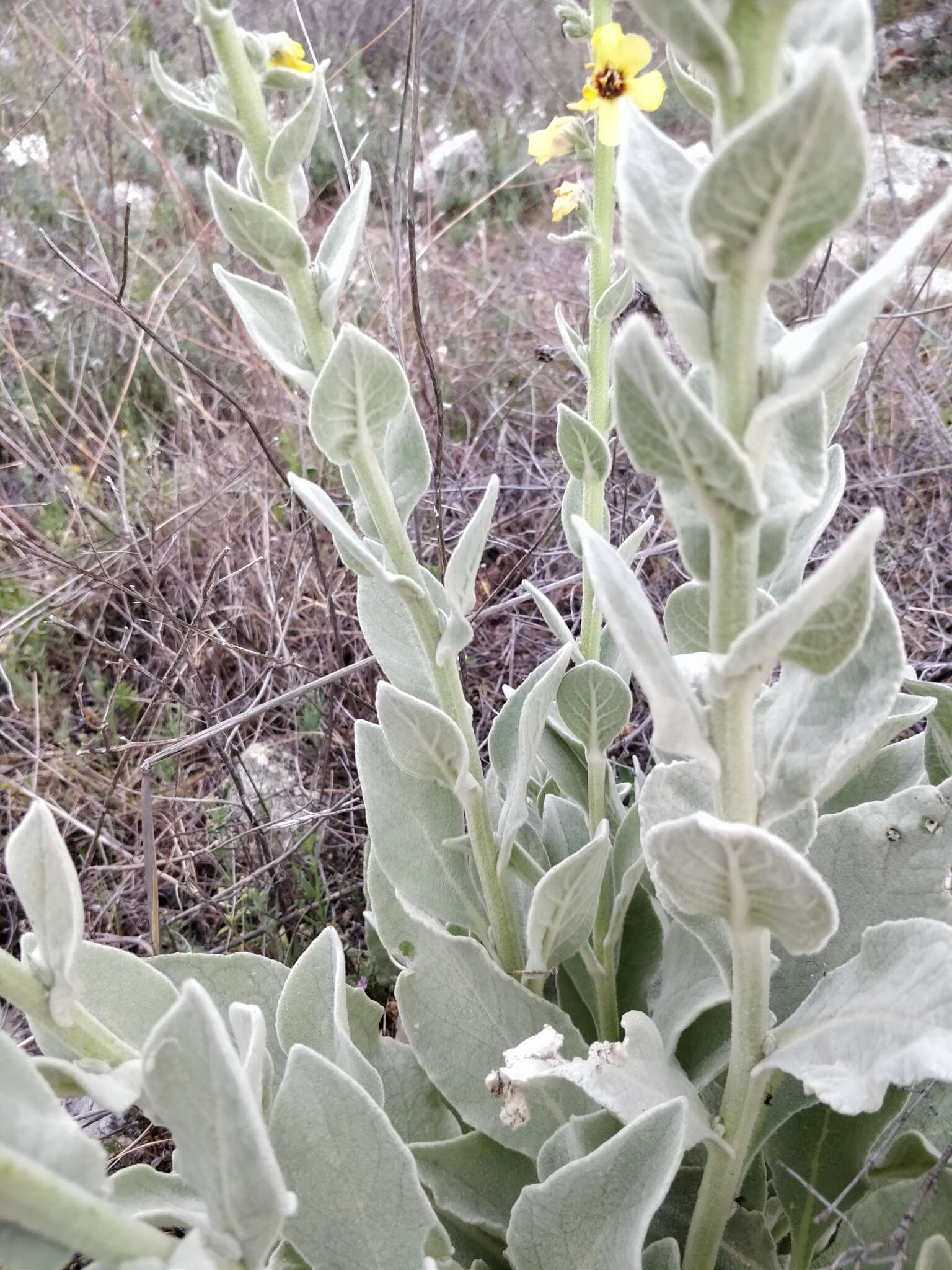 Imagem de Verbascum rotundifolium Ten.