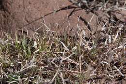 Image of curly-mesquite