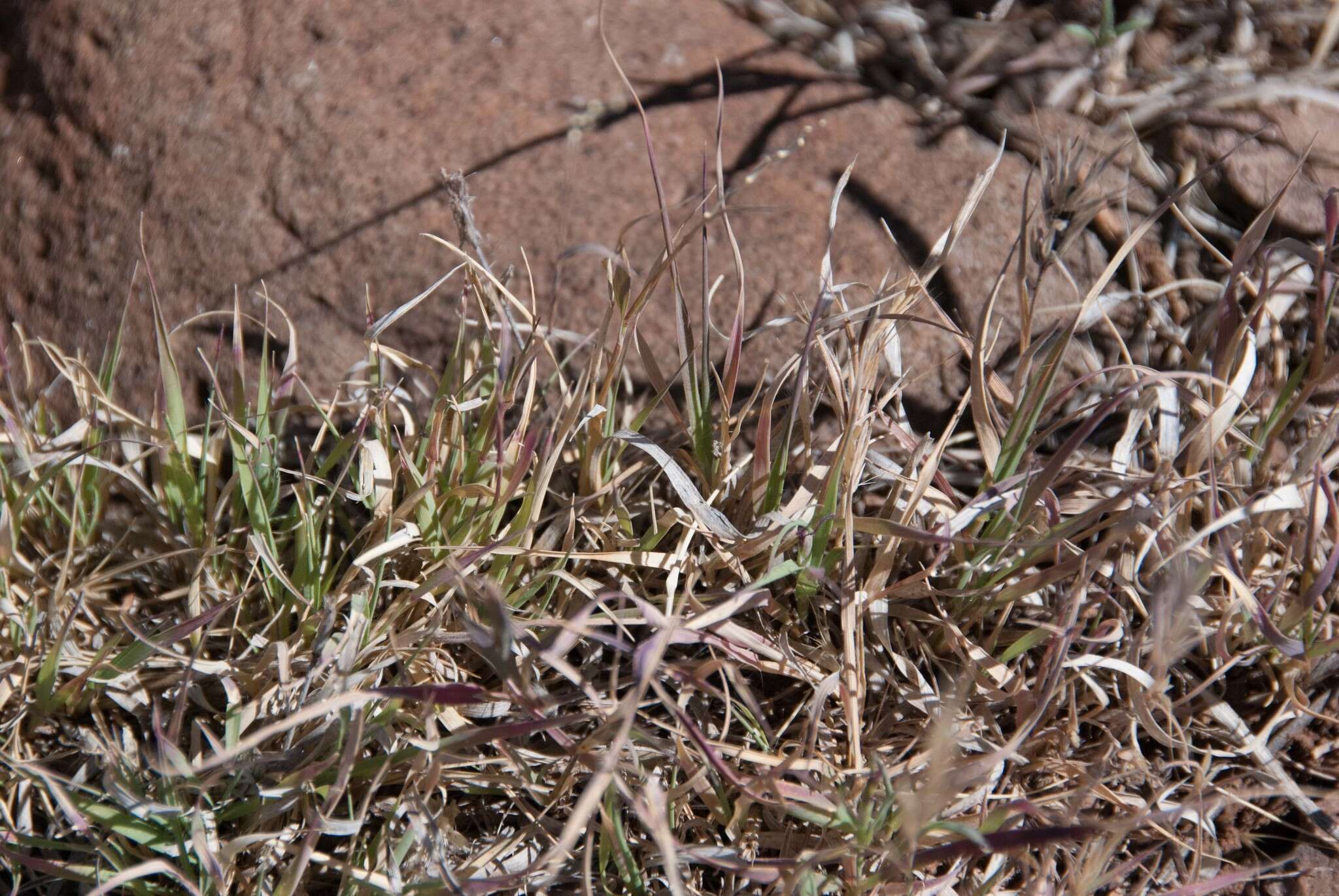 Image of curly-mesquite