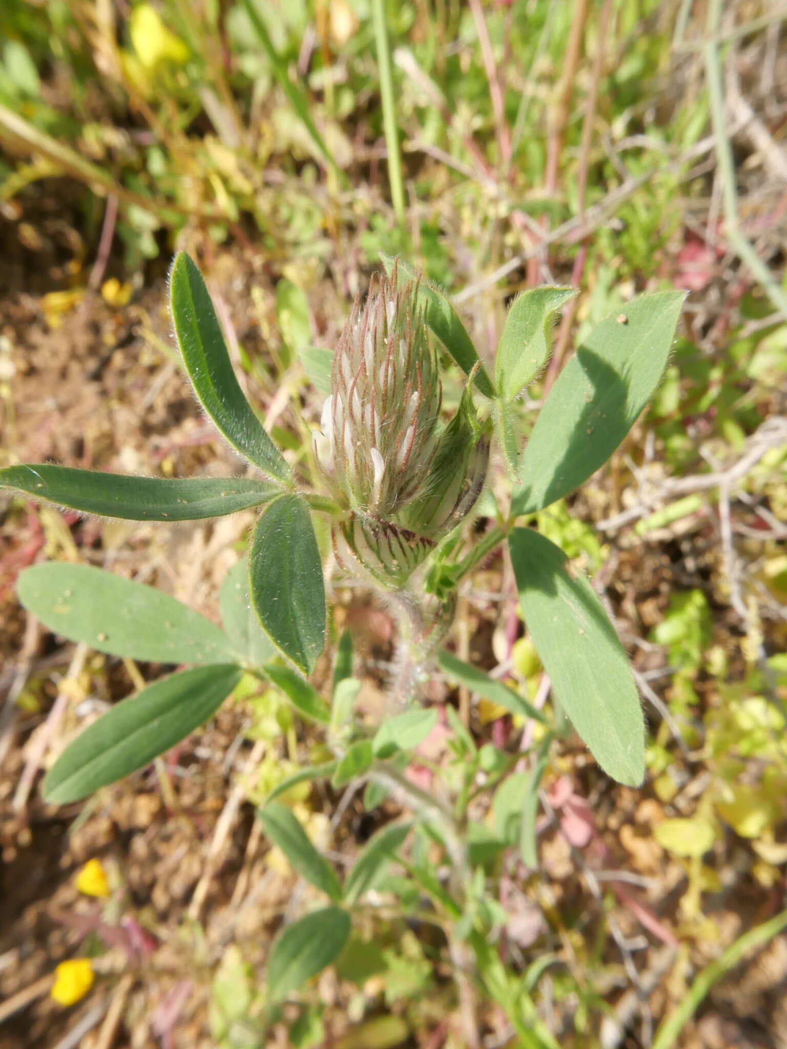 Imagem de Trifolium palaestinum Boiss.