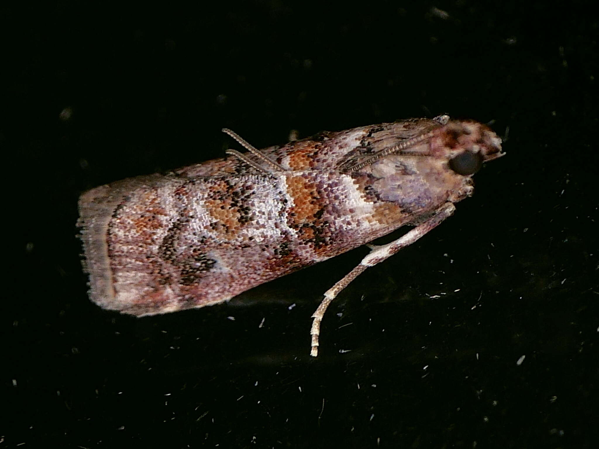 Image of Dioryctria pygmaeella